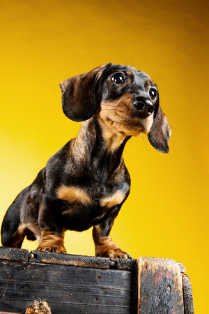 Dachshund puppy standing on a wooden box against a yellow background