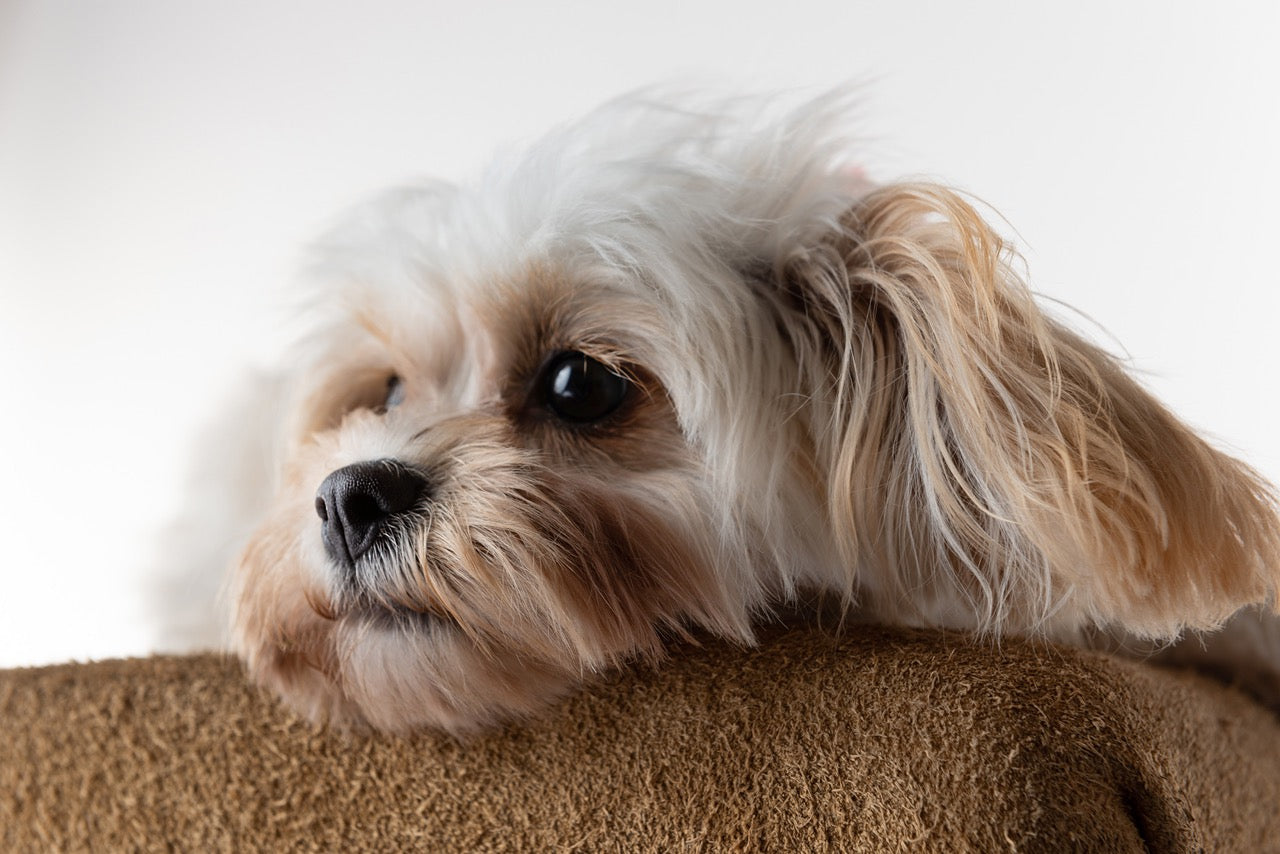 Capturing Your Dog’s Personality