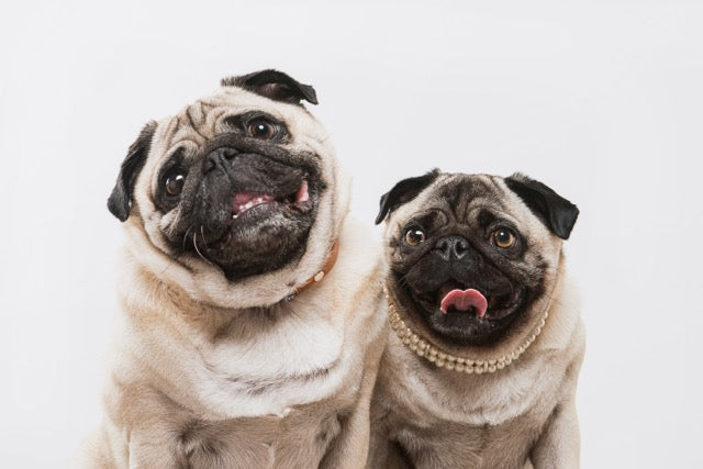 Get the leads and treats out for this pawsome deal…